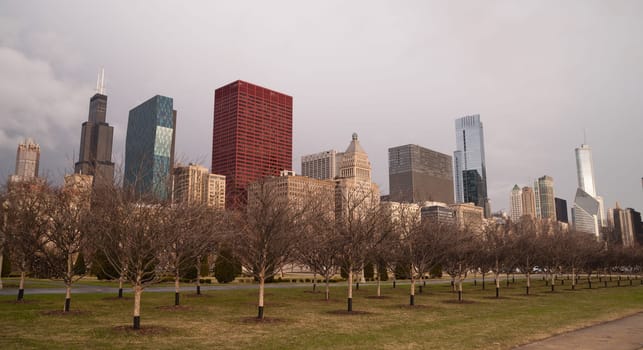 Trees planted by the city parks department will start flowering soon in Chicago
