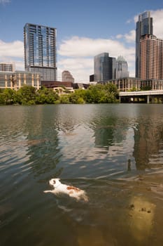 A dog plays fetch jumping into the Colorado River in Austin