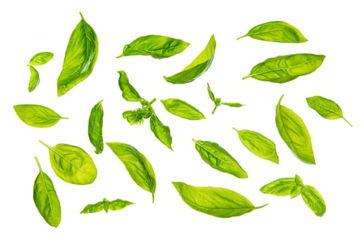 Overhead view scattered fresh sweet basil leaves, isolated on white background.