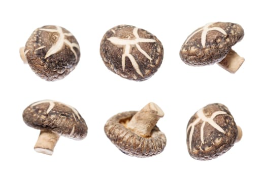 Dried shiitake mushrooms in different angle isolated on white background.