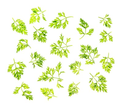 Top view scattered fresh dill leaves, isolated on white background.