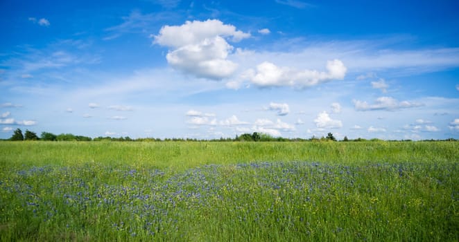 Purple wildflowers grow in tall grass under fluffy cloudy blue sky