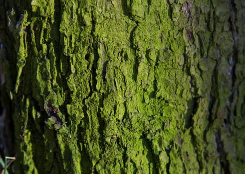 Mossy Tree Trunk in forest