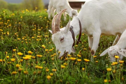 Goat grazing on meadow full of dandelions.