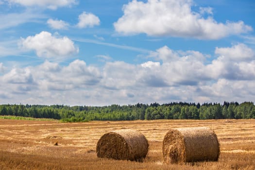 the mowed sheaves of hay on the background of the harvested field, the forest, and the blue sky with clouds.