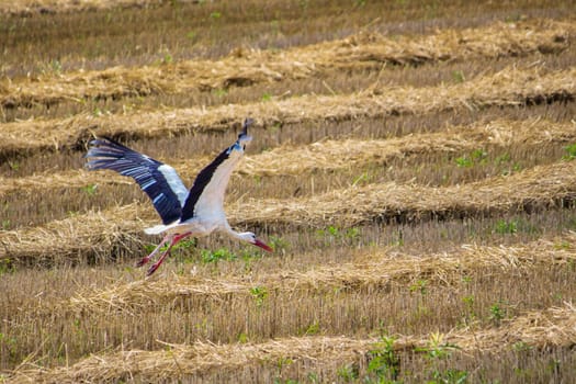 a stork flies over a mowed gold field