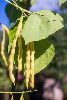 gold string beans on the branches