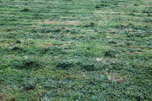 mowed grass on a field green abstract background