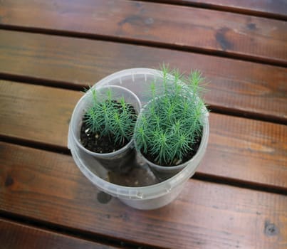 small green pine seedlings in a flower pot, close-up