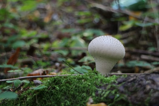 mushroom raincoat in nature close-up
