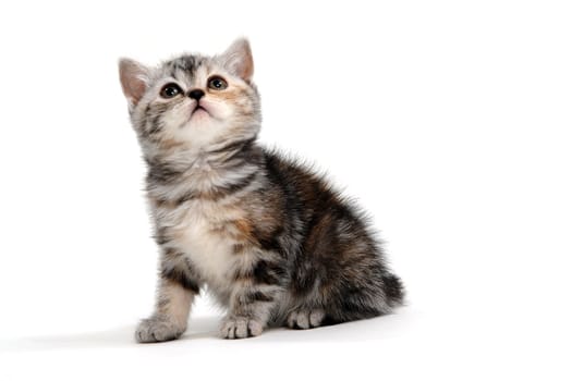 a striped purebred kitten sits on a white background. High quality photo