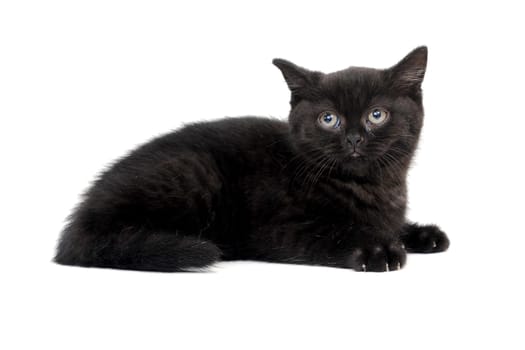 fluffy purebred black kitten with claws outstretched lies on an isolated background. High quality photo