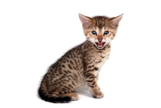a striped purebred kitten sits on a white background. High quality photo