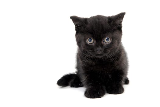 fluffy purebred black kitten sits on a white background. High quality photo