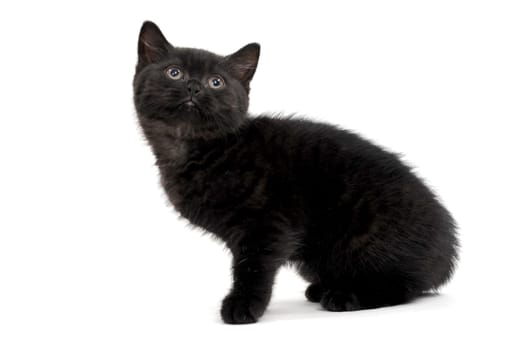 fluffy purebred black kitten sits on a white background. High quality photo