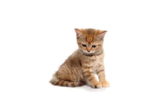 a striped purebred kitten sits on a white background. High quality photo