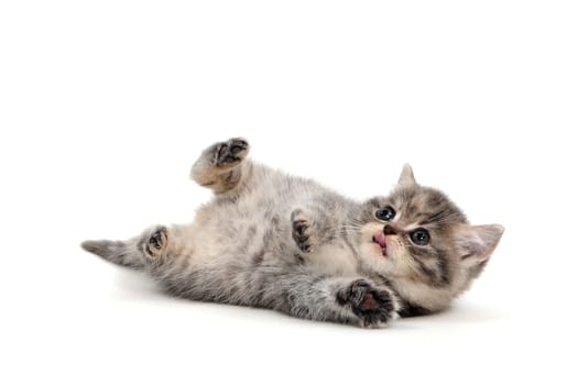 A gray purebred kitten lies on a white background. High quality photo