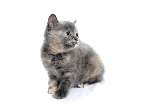 a gray purebred kitten sits on a white background. High quality photo