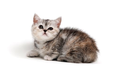 A gray purebred kitten lies on a white background. High quality photo