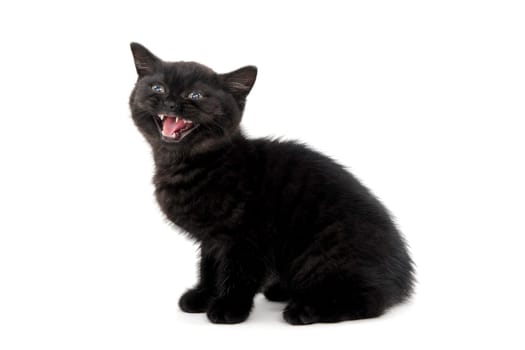 a fluffy purebred black kitten sits with its mouth open on an isolated background. High quality photo