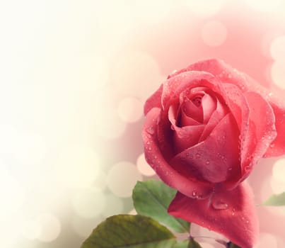 .Beautiful pink rose with water drops
