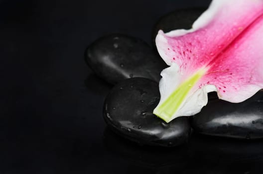 Spa stones and flower petal over black background