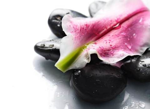 Spa stones and flower petal over white background