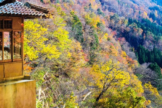 The Red maple against the roof of traditional Japanese house