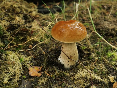 porcini mushroom with a shiny cap wet from the morning dew, close-up