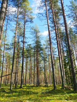 pine forest beautiful summer landscape, tall pine trees in in the blue sky