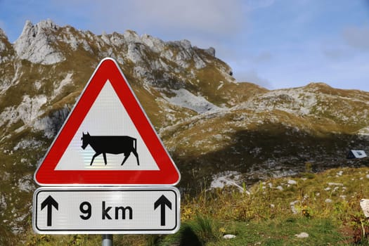 Road sign Attention cows in the mountains. Traffic sign grazing cattle on the road