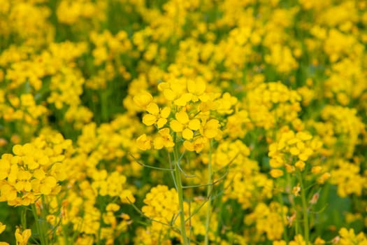 Bloom Yellow Mustard Mustard Flowers Beautiful scenery in the field natural Landscape view.