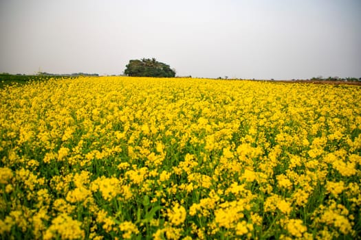 Bloom Yellow Mustard Mustard Flowers Beautiful scenery in the field natural Landscape view.