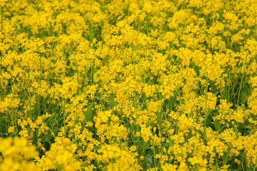 Bloom Yellow Mustard Mustard Flowers Beautiful scenery in the field natural Landscape view.