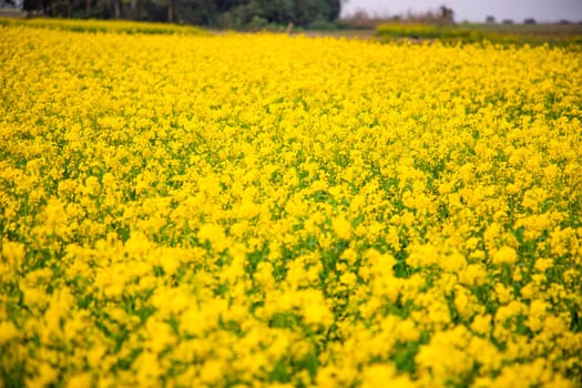 Bloom Yellow Mustard Mustard Flowers Beautiful scenery in the field natural Landscape view.