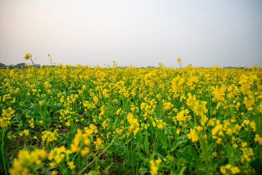 Bloom Yellow Mustard Mustard Flowers Beautiful scenery in the field natural Landscape view.