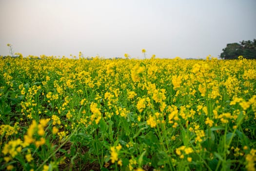 Bloom Yellow Mustard Mustard Flowers Beautiful scenery in the field natural Landscape view.