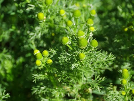green flowers without petals chamomile odorous close-up