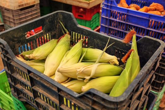 Corn with leaves unpeeled, in plastic case boxes, displayed on food market, more vegetables in background.