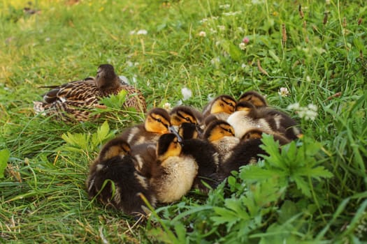 Group of mallard (wild duck) ducklings, laying on the grass getting ready to sleep, mother bird in background.