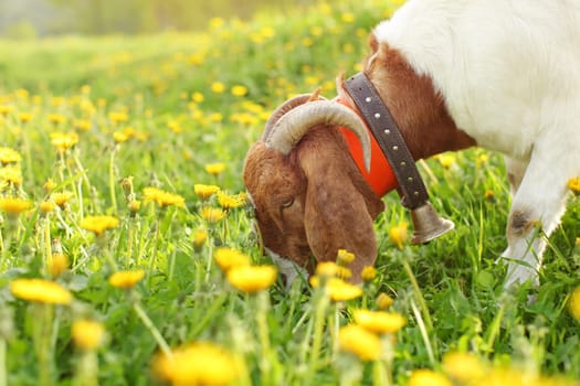Anglo nubian / Boer goat male grazing on meadow full of dandelions lit by sun