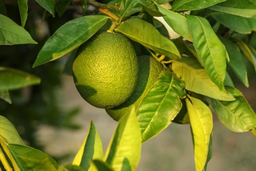 Unripe green lemon on a tree, leaves and branches around.
