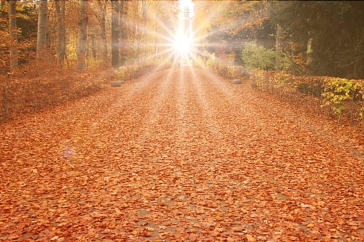 Autumnal Trees and Leaves in sun rays