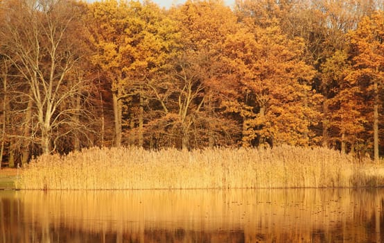 reflection of trees in the lake automn yellow water