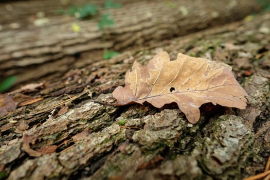 Brown oak tree leaf on wood close-up