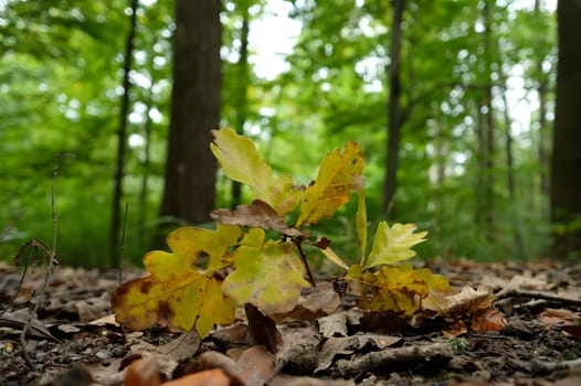 Oak tree leaves on forest soil close-up