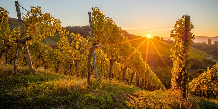 Sunrise sunbeams in vineyard landscape autumn colours