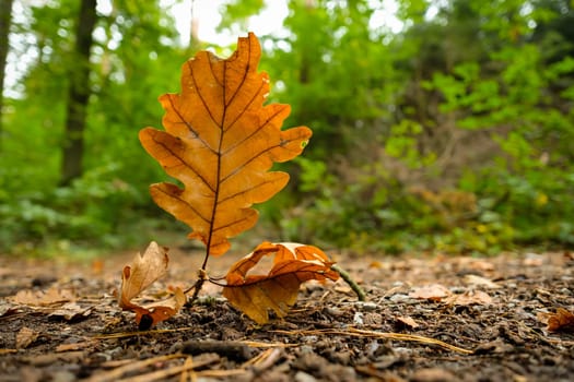 Close-up oak leaf in a forest landscape