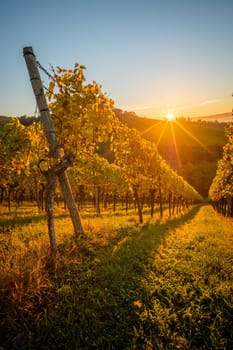 Yellow autumn colour in vineyard landscape with sunbeaams vertical format