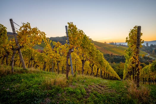 German Vineyard landscape in autumn colours in dawn